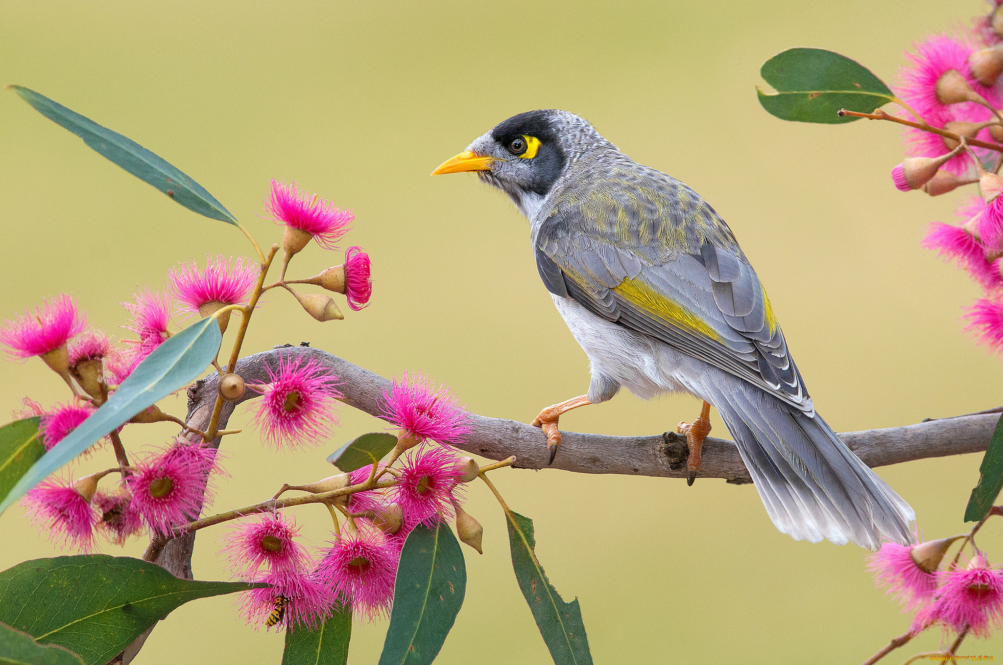 noisy miner, , , 